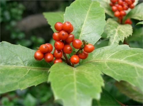 Sarcandra Glabra, Cao Shan Hu 