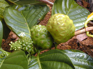 Morinda Citrifolia