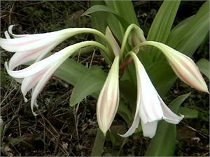 Crinum Latifolium