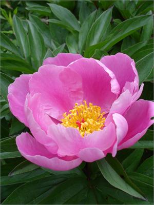 Paeonia Lactiflora Chinese Peony