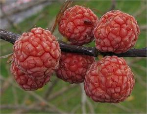 Cudrania Trispidata Dietary Chinese Herb