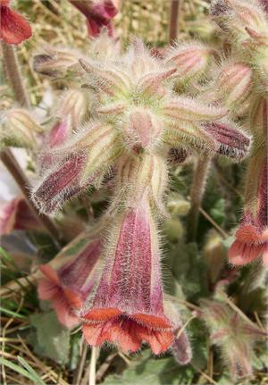 Chinese Foxglove