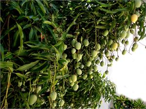 mangifera-indica-tropical-brazil-mango.jpg