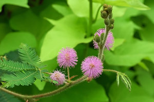 mimosa-pudica-han-xiu-cao-800px-08837.1428432128.300.300.jpg