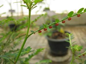 phyllanthus-urinaria-photoraffi-kojian-wikimedia-79308.1428431724.300.300.jpg