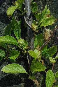 schisandra-chinensis-schizandra-schisandra-fruit-wu-wei-zi-500px-65100.1428431748.300.300.jpg