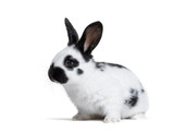 Gentaur Rabbit Antibodies