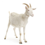 Gentaur Goat Antibodies