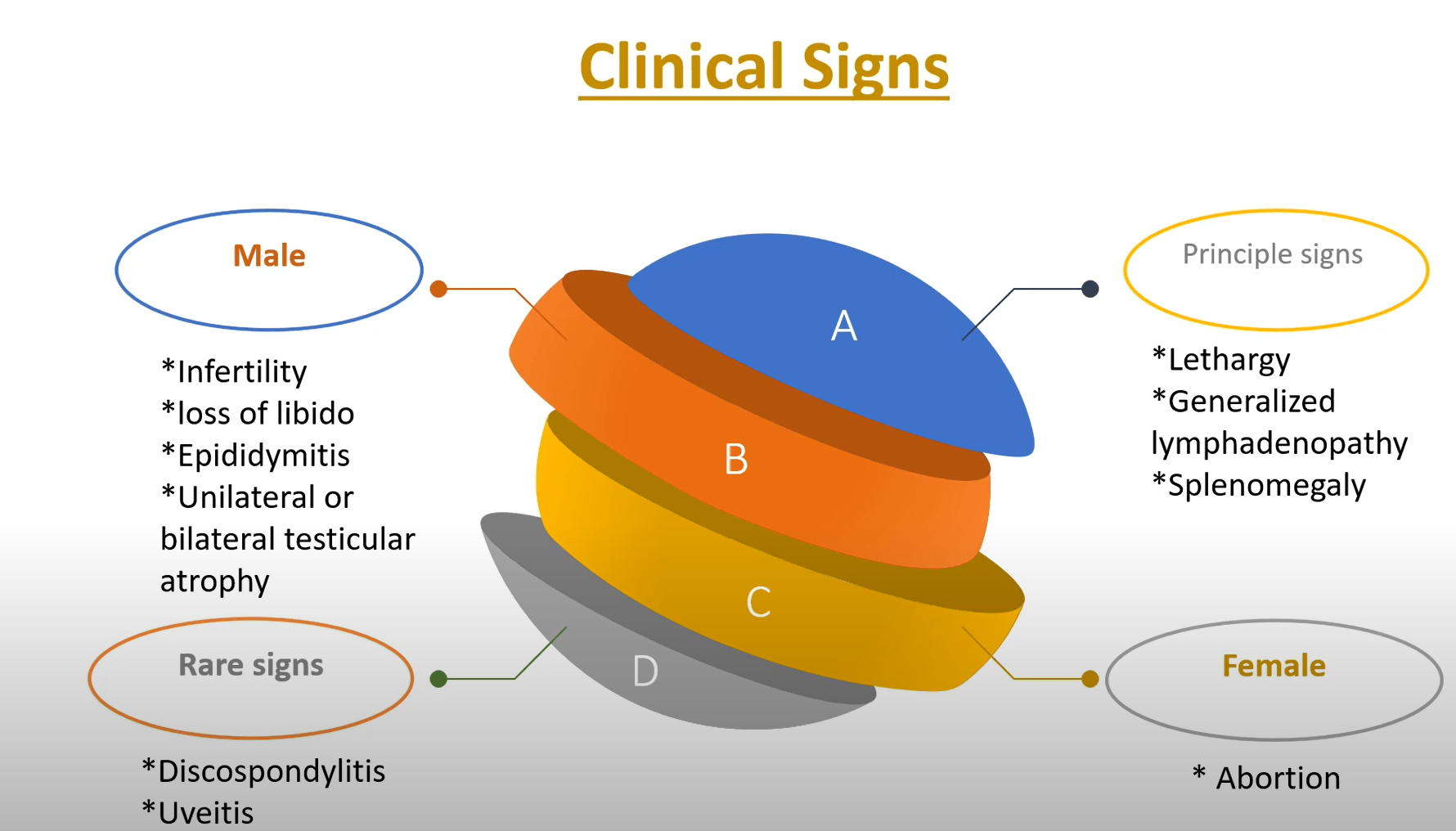 Clinical signs of canine Brucella