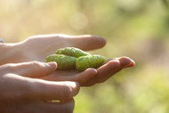 Introducing Hop Products Australia's Newest Proprietary Variety: Eclipse®