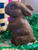 Beggar Bunny - Solid Chocolate