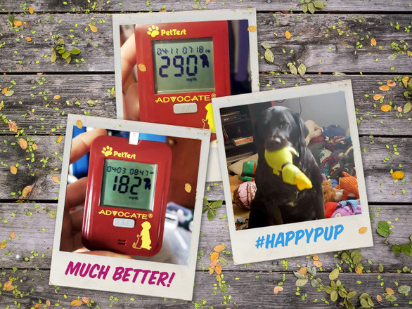 Why Home Testing Your Diabetic Dog Is So Critically Important