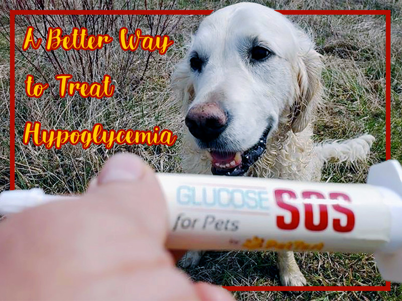 A Better Way to Treat Hypoglycemia in Your Diabetic Dog