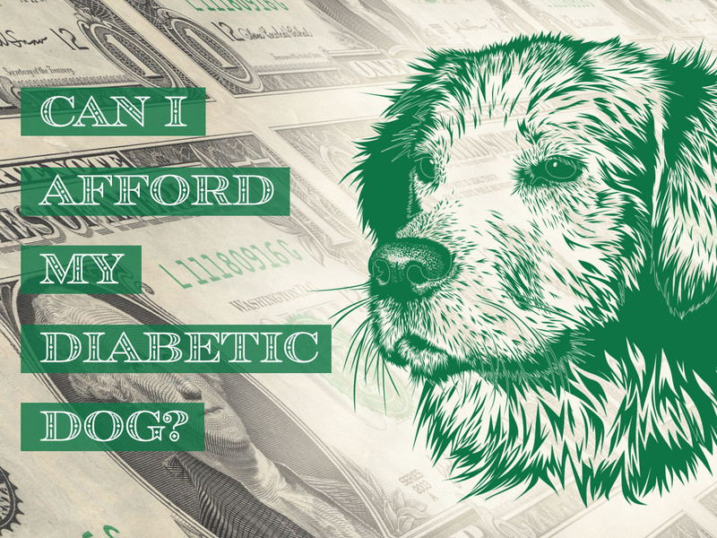 Can I Afford My Diabetic Dog?