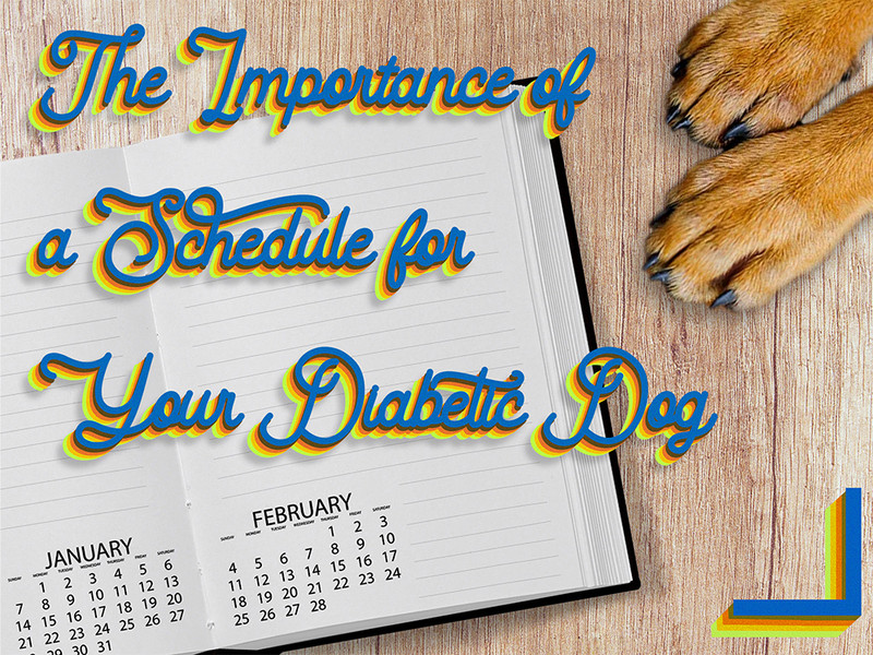 The Importance of a Schedule for Your Diabetic Dog