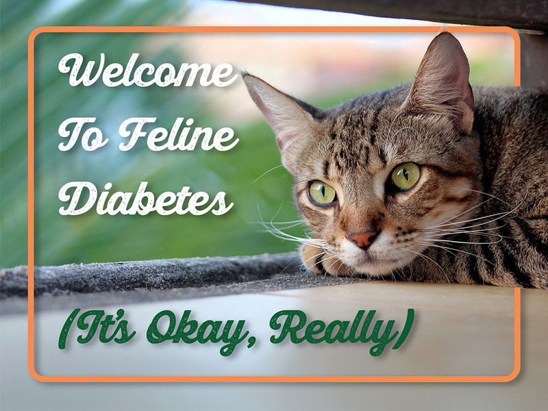 Welcome To Feline Diabetes (It’s Okay, Really)
