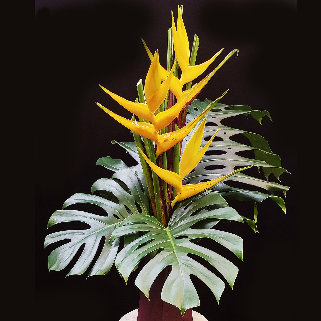 exotic flowers with black background