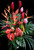Extra Large Tropical Arrangement  Extra Large Tropical Arrangement