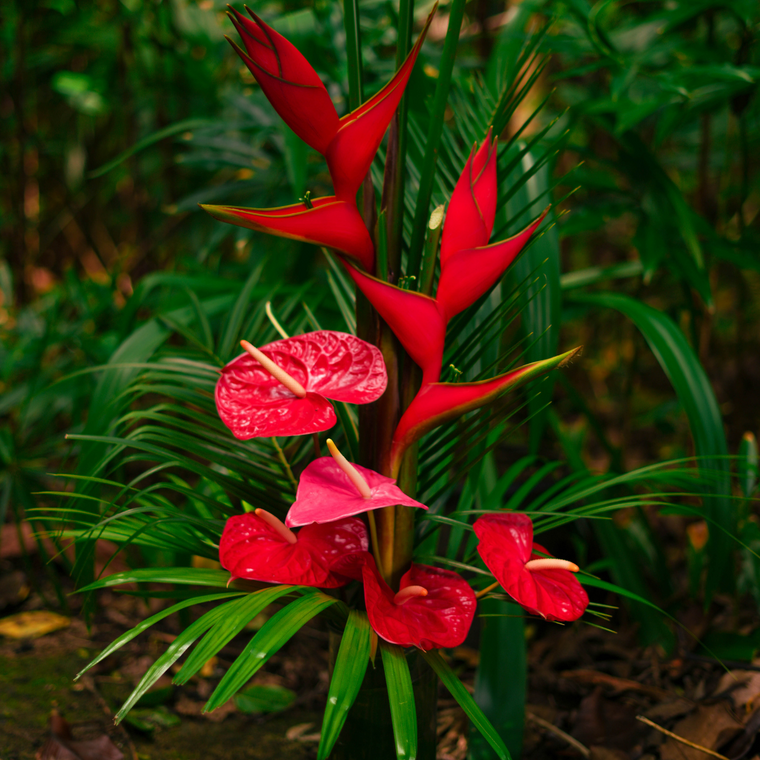 Valentine's Day Special - Floral Foam INCLUDED!