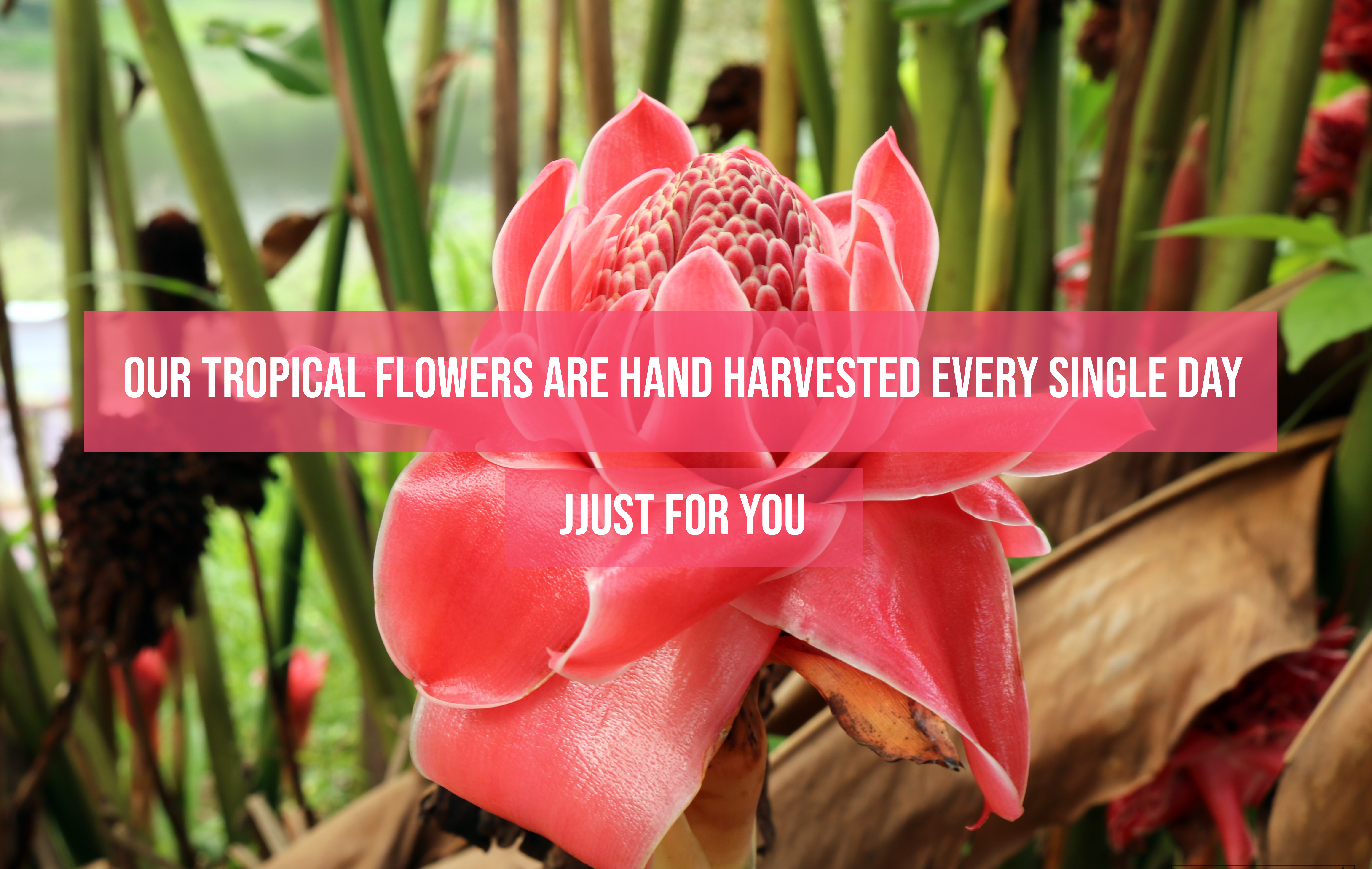 Hana Tropicals Buy Tropical Flowers Exotic Flowers From Maui Orchids