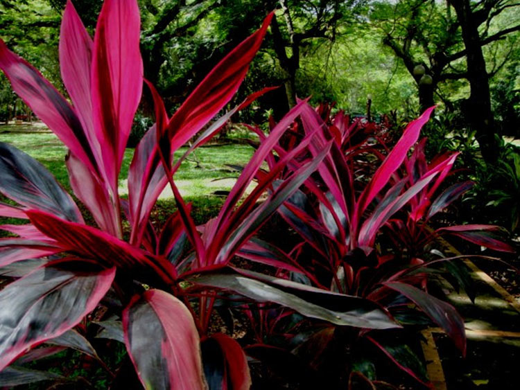 cordyline-fruticosa.jpg