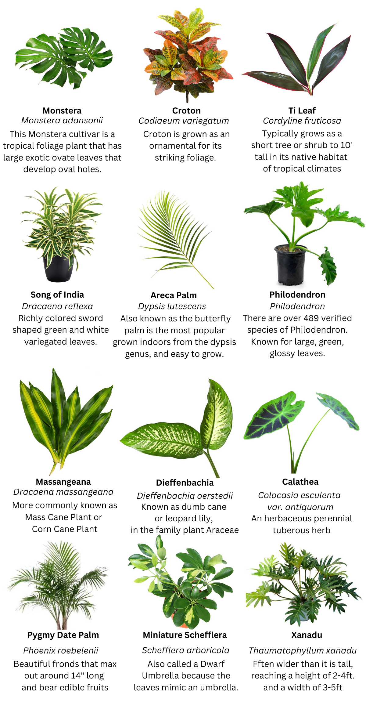 foliageguide-4-.png