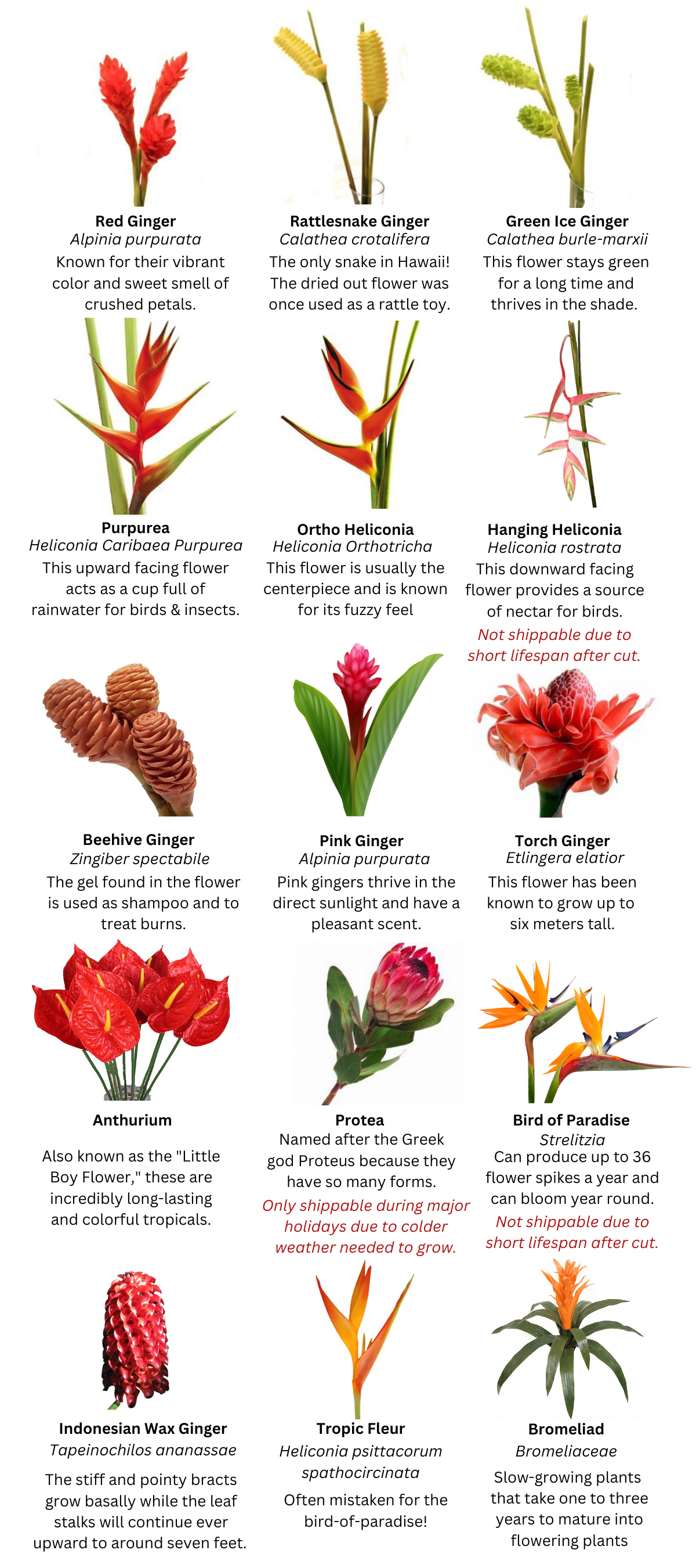 Tropical Plants And Flowers Names Tropical Plants And Flowers Names