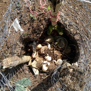 Keyhole Gardening  Texas Co-op Power