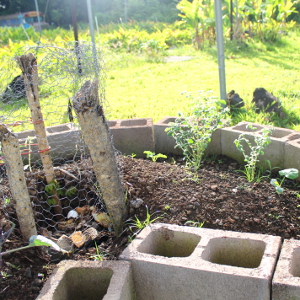 Keyhole Gardening  Texas Co-op Power