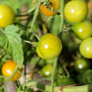 keyhole-tomatoes.jpg