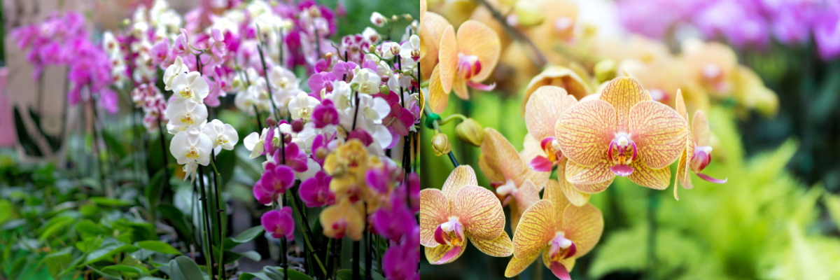 orchids.png