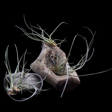 Tillandsia Airplant - Hana Tropicals-Buy Tropical Flowers Fresh From Maui