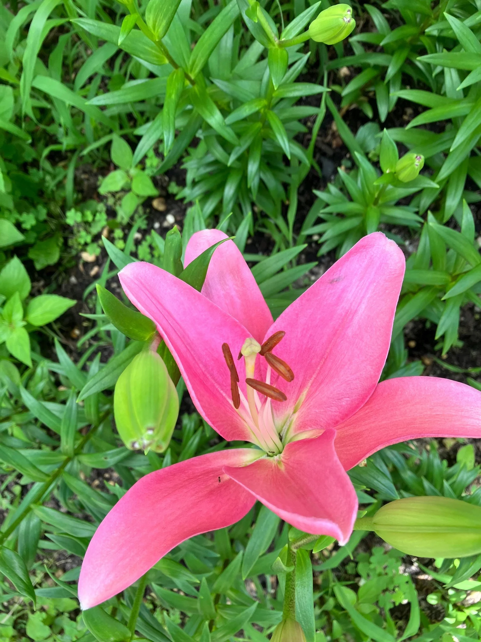 3 Pink Asiatic Lily plants - Beautiful and Unscented Flower Plants- Comes  back every year! Bouquet Favorite - Earth Sea And Stone