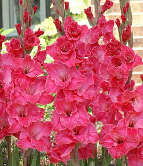 Pink Gladiolus Bulbs 5 pc-  Blessings plants, Beautiful Bouquet Flowers