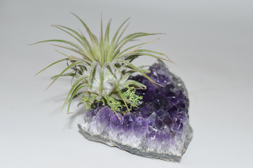 Live Air Plant on Amethyst Cluster-Purify Air, Crystal, Office plant, desk decor, Live house plants,