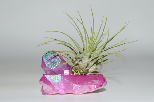 Air Plant on Dark Purple Angel Aura Quartz Cluster/ Purple Spirit Angel Aura Quartz Crystal