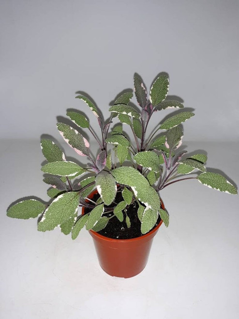 Live Tricolor Sage Plant - Ready to use now.  Blessings, Herbs, Spices. Live house plants
