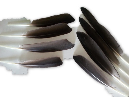 Smudge Feather - Goose Feather