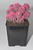 Live Pink Desert Gem Cactus -  Live plants, House plant, Long lasting easy care plant