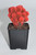 Live Red Desert Gem Cactus -  Live plants, House plant, Long lasting easy care plant