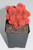 Live Red Desert Gem Cactus -  Live plants, House plant, Long lasting easy care plant