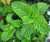 Live Sweet Peppermint Plant - Ready to use now.  Blessings, Herbs, Spices.