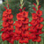 Red Gladiolus Bulbs 5 pc-  Blessings plants, Beautiful Bouquet Flowers