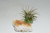 Live Air Plant on Citrine -Purify Air, Crystal  Office plant, desk decor, Live house plants