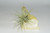 Air Plant on Yellow Angel Aura Quartz Cluster Crystal/ Sunshine Angel Aura Crystal