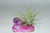 Air Plant on Dark Purple Angel Aura Quartz Cluster/ Purple Spirit Angel Aura Quartz Crystal