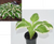 Live Plant Large Hosta Plant- Beautiful Large Leaf Outdoor Plant, Decorative Plant, Hedge plant will bloom purple flowers