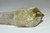 XL Citrine Crystal Scepter 158g- Crystal, Meditation, Glam Decor, Home Decor