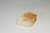 XL Citrine Natural Pyramid Crystal - Crystal, Meditation, Glam Decor, Home Decor