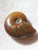 Beautiful Iridescent Ammonite Shell 1 pc.